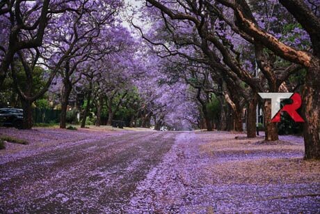Identifica problemas comunes de tu coche